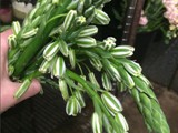 Albuca