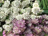 Assorted Astrantia