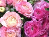 Assorted Ranunculus