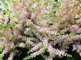 Astilbe