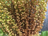 Bronze Eremurus