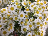 Chamomile