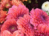 Dahlias