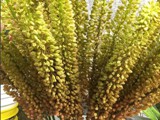 Eremurus