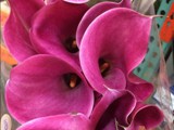 Fantasia Calla Lily