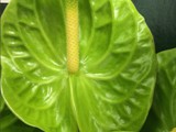 Green Anthurium