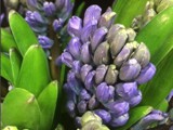 Hyacinth