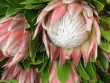 King Protea