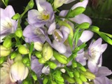 Lavender Freesia