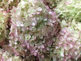 Limelight Hydrangea