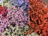 Limonium