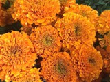 Marigolds