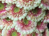 Mini Gerbera Daisies