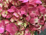Natural Pink Hydrangea