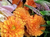 Orange Dahlias