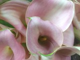 Perle Rose Mini Calla Lily