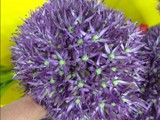 Pinball Wizard Allium