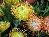 Pin Cushion Protea