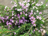 Pink Diosma