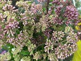 Pink Eupatorium