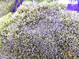 Purple Trachellium