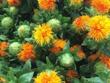 Safflower