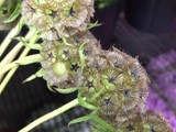 Scabiosa Pods