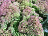 Sedum