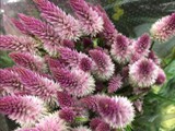 Wheat Celosia