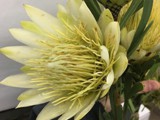 White Protea