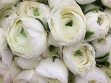 White Ranunculus