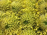 Yellow Pincushion Protea