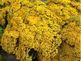 Yellow Yarrow